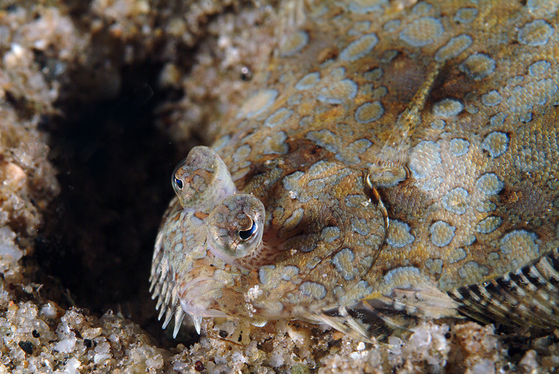 Bothus podas